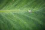 Green Leaf With Water Drops For Background Stock Photo