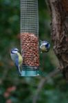 Blue Tits Stock Photo