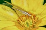 Lacewing On A Marsh Marigold Stock Photo