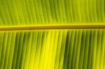 Banana Leaf Stock Photo