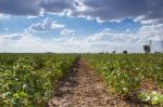 Cotton Field In Oakey Stock Photo