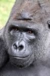 Gorilla Stock Photo