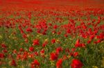 Poppy Field Stock Photo