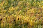 Common Bulrush (typha Latifolia) Stock Photo