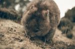 Adorable Large Wombat During The Day Looking For Grass To Eat Stock Photo