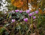 Wild Cyclamen (persicum) In Full Bloom Stock Photo