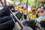 Primary Students Visit The Zoo, In The Jul 27, 2016. Bangkok Thailand Stock Photo