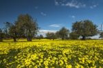 Almond Orchard In A Field Of Yellow Flowers Stock Photo