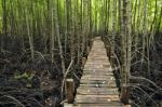 Walk Way To Mangrove Forest  Stock Photo