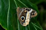 Owl Buterfly Stock Photo