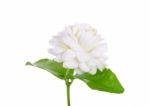 Jasmine Flower Isolated On White Background Stock Photo