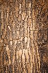 Brown Wood Bark Stock Photo