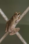 Tree Frog Stock Photo