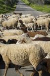 Herd Of White Sheep Stock Photo