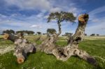 Spring Countryside Landscape Stock Photo