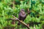 Common Buzzard (buteo Buteo) In A Forest Stock Photo