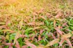 Soft Focus Green And Red Leaf Texture Background Stock Photo