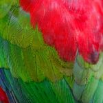 Lory Keet Feather Stock Photo