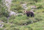 Brown Bear In Asturian Lands Stock Photo