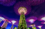 Singapore - Aug 9 , 2017 : Super Tree In Garden By The Bay, Singapore Stock Photo