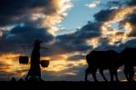 Farmer With Buffalo At Sunset Stock Photo