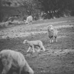 Sheep On The Farm During The Day Stock Photo