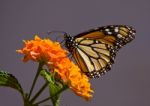 Monarch Butterfly Stock Photo