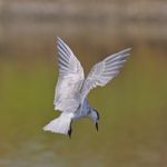 Little Tern Stock Photo