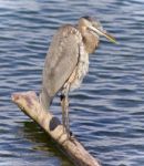 Image Of A Great Blue Heron Cleaning Feathers Stock Photo