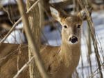 Beautiful Background With A Cute Wild Deer In The Snowy Forest Stock Photo