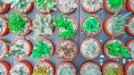 Green Cactus And Succulent Plant In Pink Rose Red Flower Pot. Top View - Flat Lay - Color Tone Stock Photo