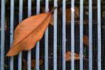 Fallen Leaves In Grate Stock Photo