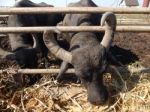 Buffalo Farm, Buffaloes Grazing In Open-air Cages  Stock Photo