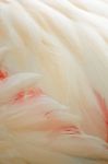 Greater Flamingo Feathers Stock Photo