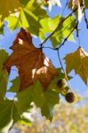 London Plane Tree Leaves In East Grinstead Stock Photo