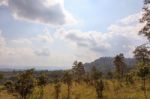 Savanna Forest With Sky Stock Photo