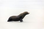 New Zealand Fur Seal (arctocephalus Forsteri) Stock Photo