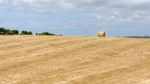 Harvest In Sardinia Stock Photo