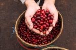 Hand showing Red coffee beans Stock Photo