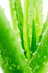 Aloe Vera On White Background Stock Photo