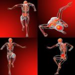 3d Rendering Medical Illustration Of The Human Skeleton Stock Photo