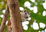 The Young Squirrel Stock Photo