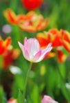 Tulip Stock Photo