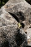 Swallowtail Butterfly At Mount Calamorro Near Benalmadena Spain Stock Photo