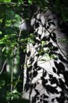 Beech Tree Reflection In Spring Stock Photo