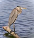 Image Of A Great Blue Heron Watching Somewhere Stock Photo