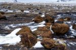 Reynisfjara Volcanic Beach In Winter Stock Photo