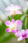 Purple White Mokara Hybrids Orchid In Garden Stock Photo