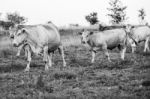 Country Cows Stock Photo