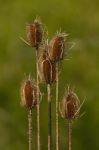 Thistles Stock Photo